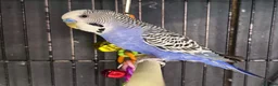 Budgerigars birds for sale: Mixed coloured Budgie’s  in Leicester - Advert 1