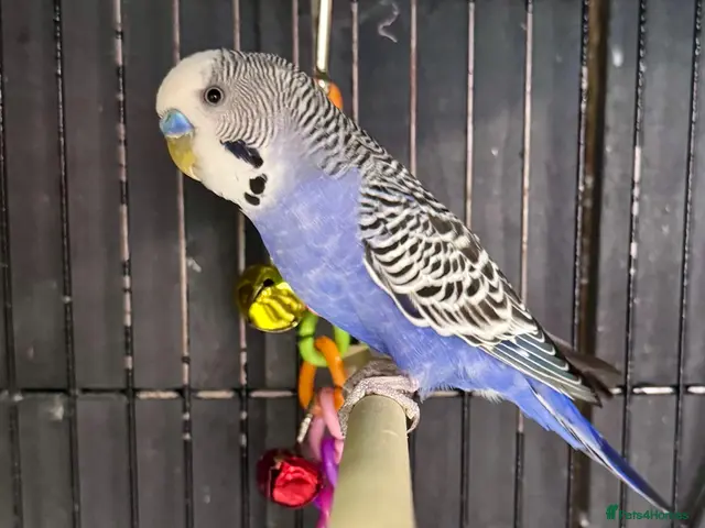 Budgerigars birds for sale: Mixed coloured Budgie’s - Advert 1