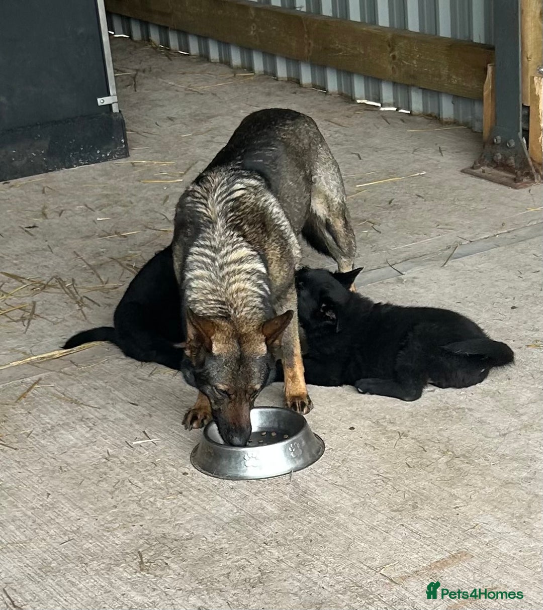 German Shepherd dogs for sale: German Shepard Puppies - Image 6