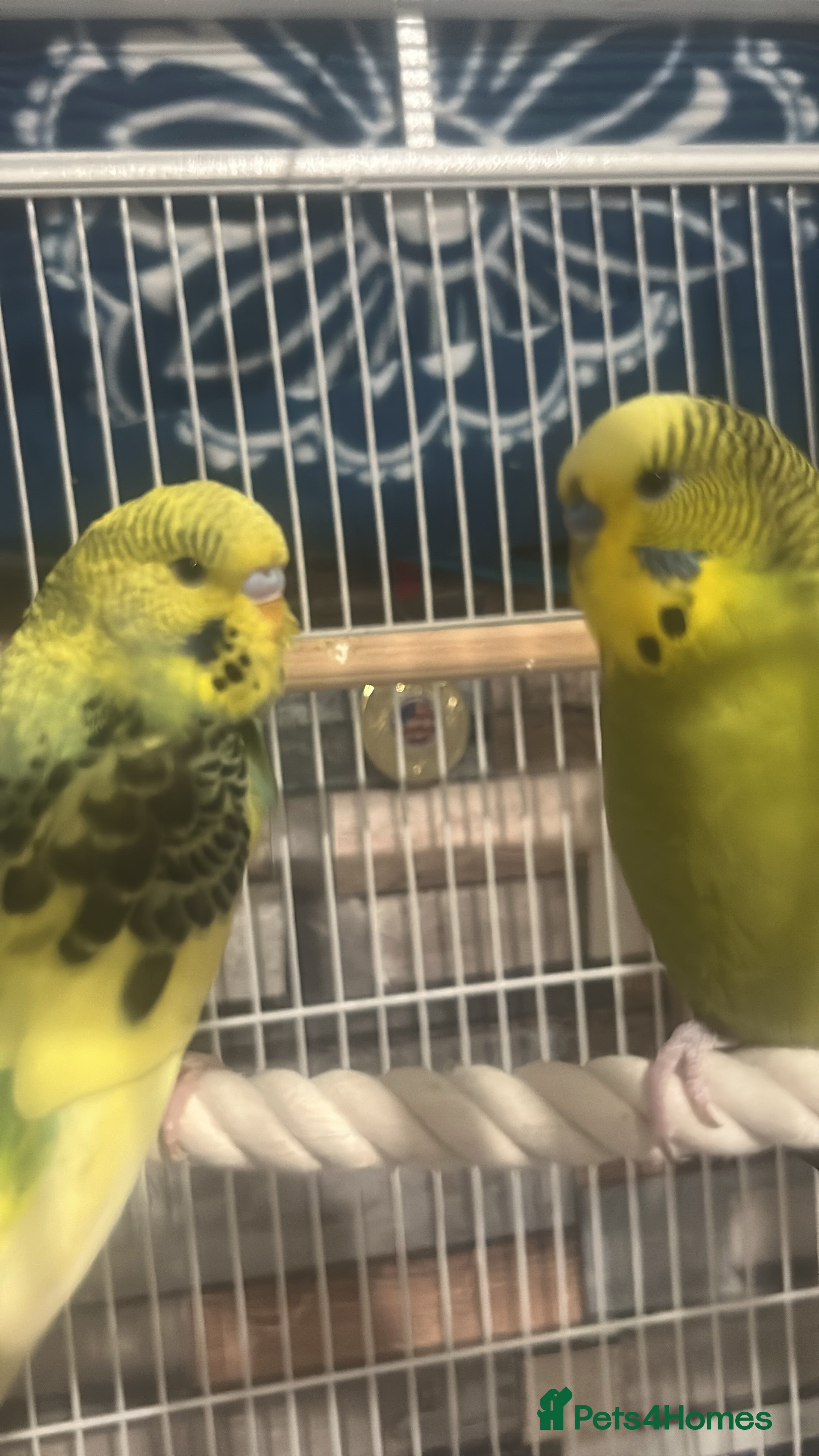 Budgerigars birds 2 baby budgies for sale  - Advert 3