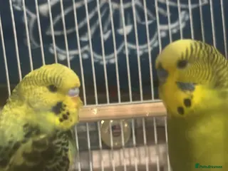 Budgerigars birds 2 baby budgies for sale - Advert 3