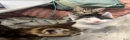Mixed Breed cats for sale: Adorable Tabby x British Shorthai Ready ✨ in Dunstable - Advert 16