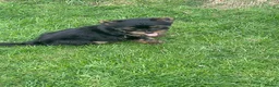 Yorkshire Terrier dogs for sale: York Terrier ,Black Tan - Advert 9