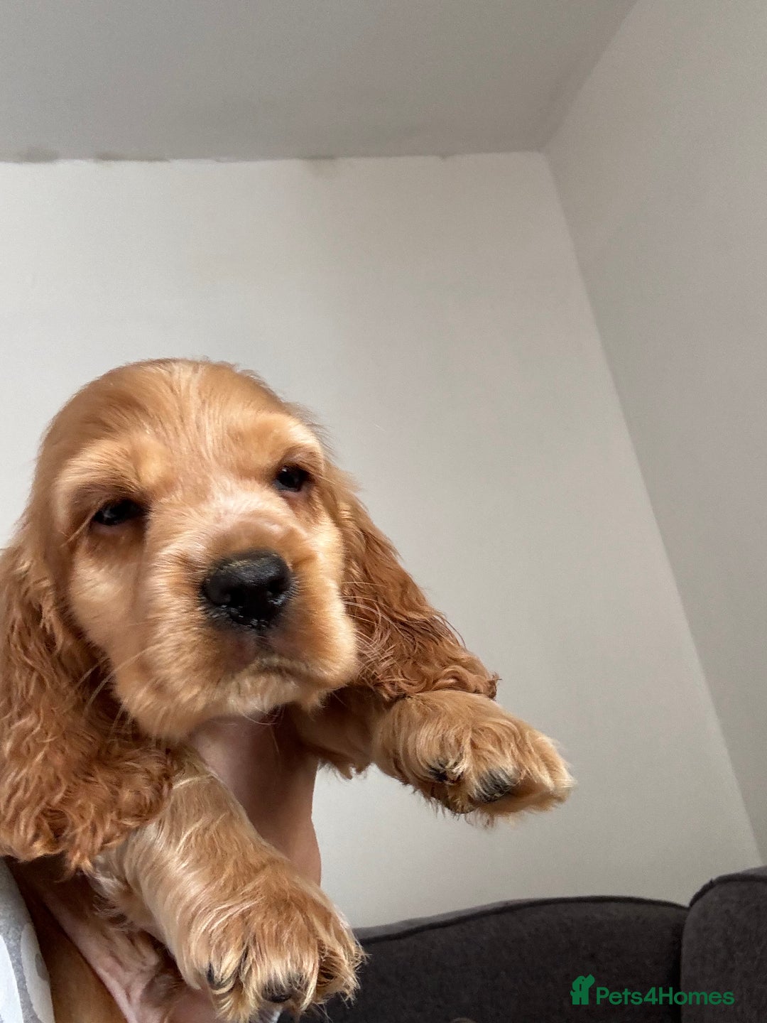 Cocker Spaniel dogs for sale: Beautiful show type cocker spaniel puppies - Image 4