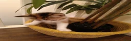 Mixed Breed cats for sale: 2 female kittens for sale - Advert 9