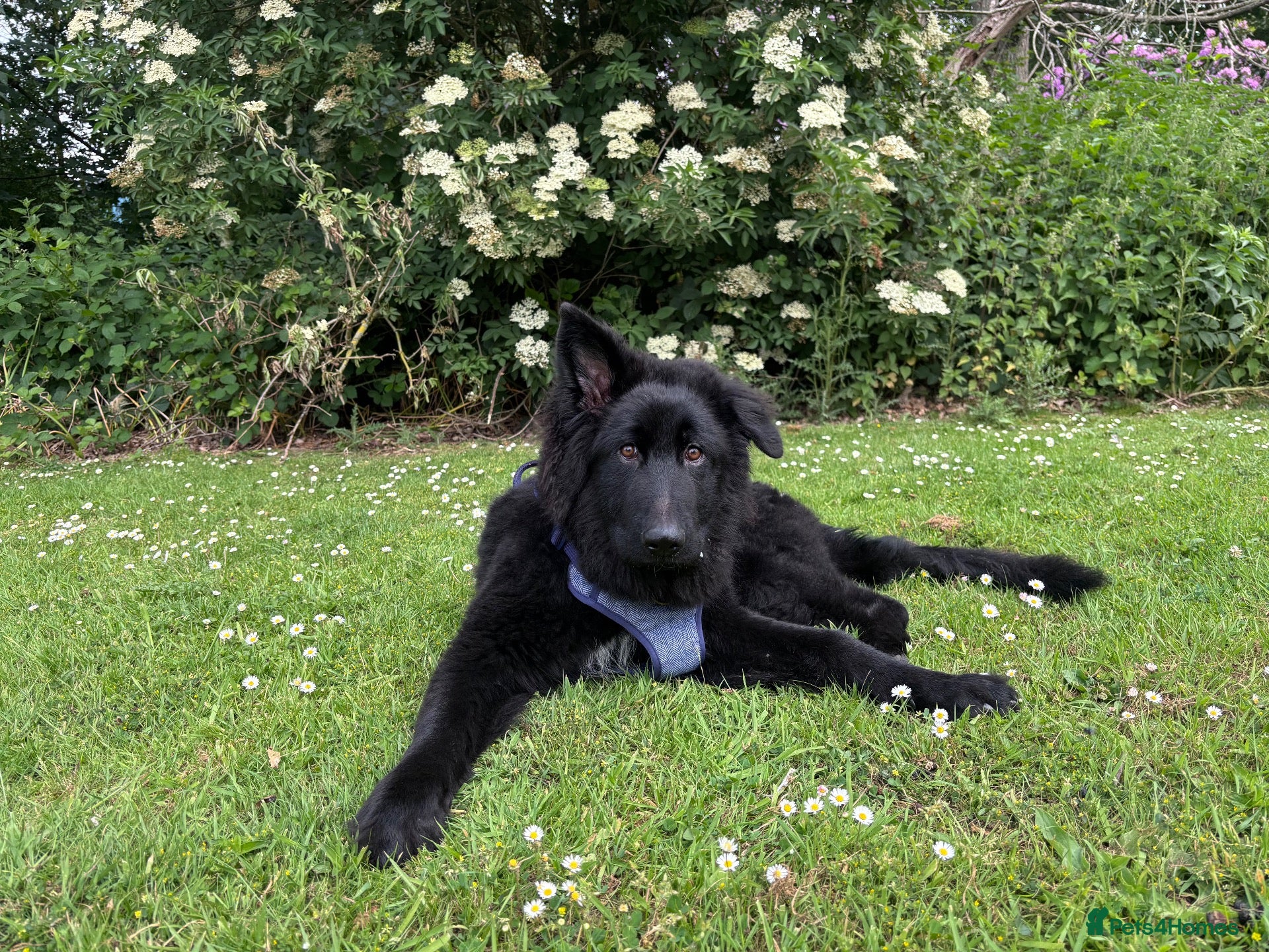 German Shepherd dogs Solid Black Long-Coat German Shepherd – KC Reg - Advert 1