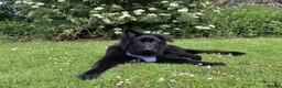 German Shepherd dogs for sale: Solid Black Long-Coat German Shepherd – KC Reg - Advert 5