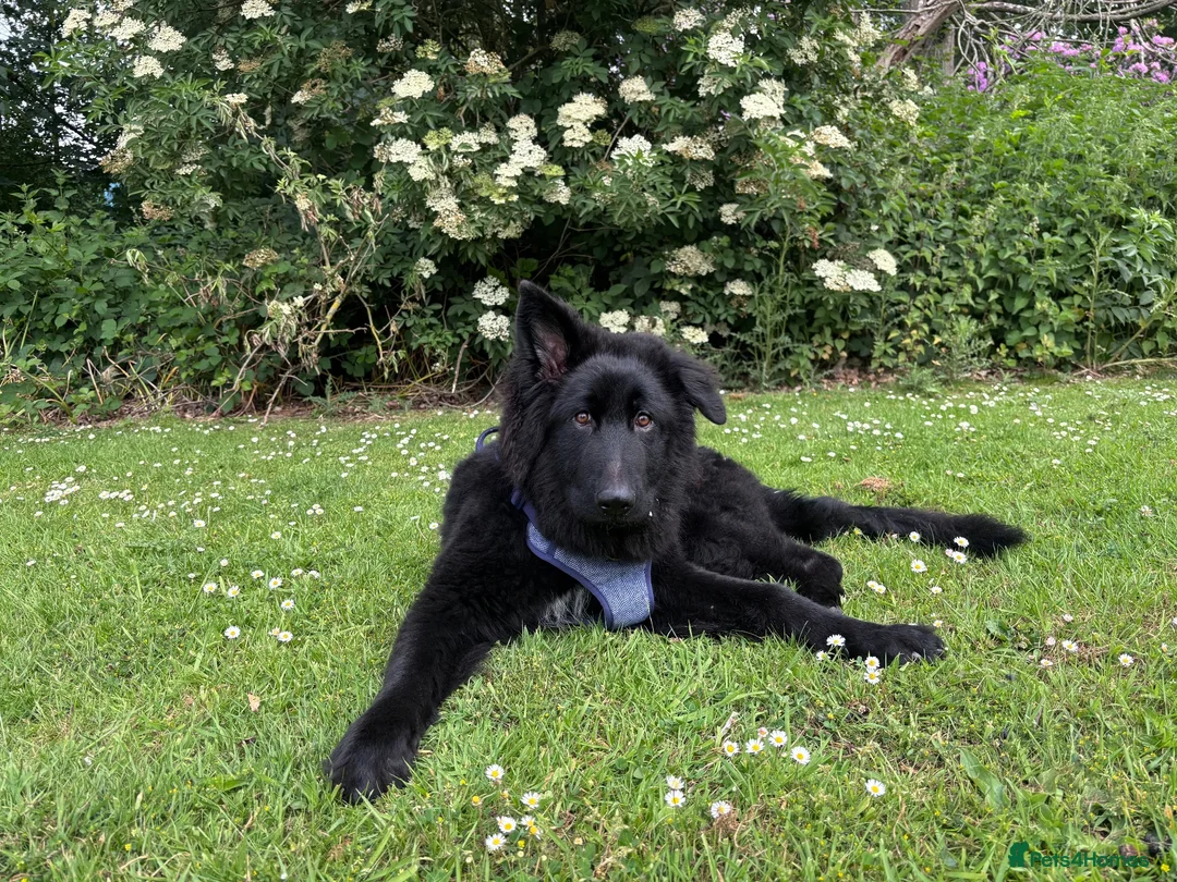 German Shepherd dogs for sale: Solid Black Long-Coat German Shepherd – KC Reg - Advert 5