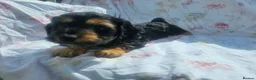 Cockapoo dogs for sale: F1 cockapoo puppies  - Advert 20