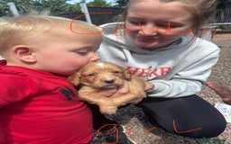 Cocker Spaniel dogs for sale: Merl cocker spaniel puppies  - Image 4