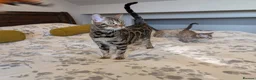 Bengal cats for sale: 🖤🩶🤍 BEAUTIFUL BENGAL KITTENS 🤍🩶🖤 - Advert 31