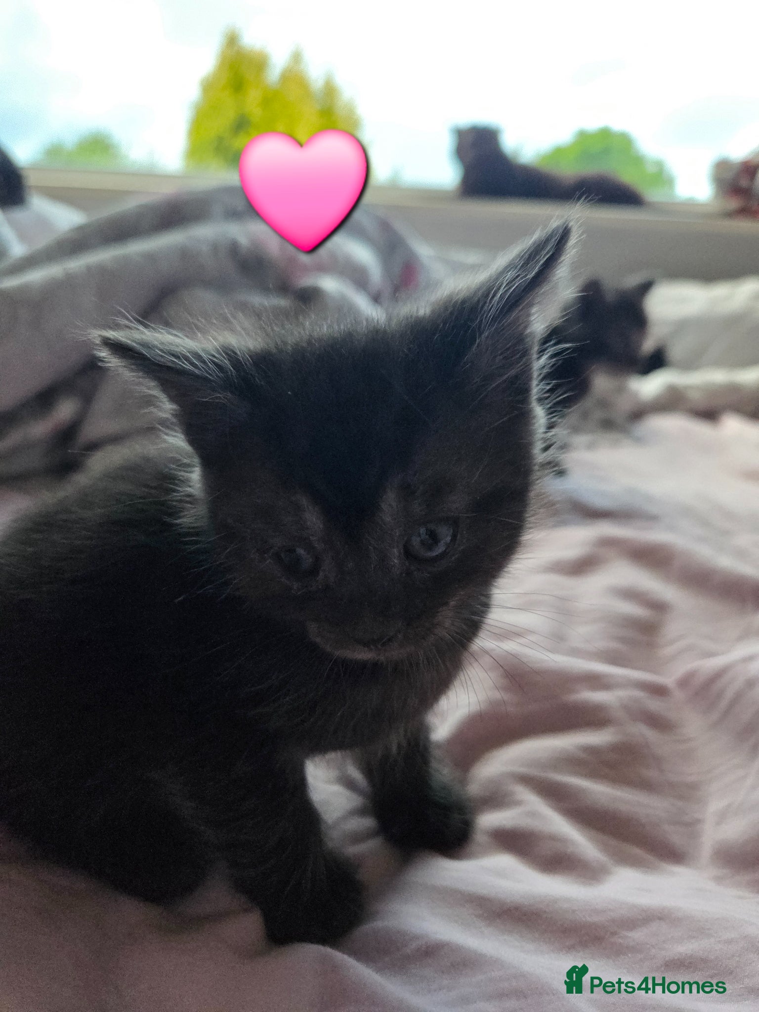 Mixed Breed cats for sale: Stunning kittens British shorthair  x maine coon - Advert 4