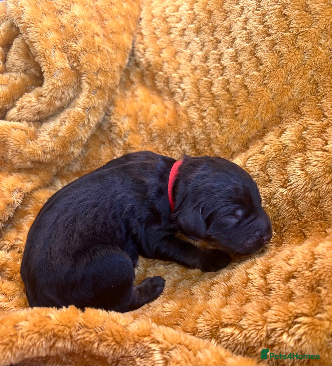 Bernedoodle dogs for sale: F1B Bernedoodle Puppies - Image 7