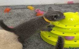 Russian Blue cats for sale: Russian Blue Kittens  - Advert 30