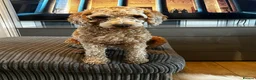 Cockapoo dogs for adoption: Cockapoo girl sadly haven’t to be rehomed - Advert 2