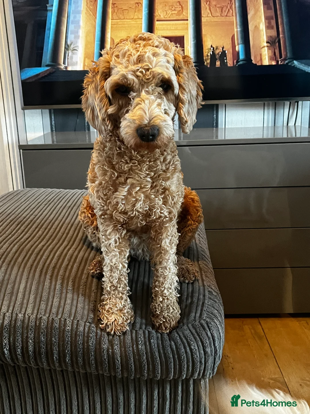 Cockapoo dogs for adoption: Cockapoo girl sadly haven’t to be rehomed - Advert 2