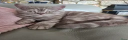 British Longhair cats for sale: British long Hair  - Advert 4