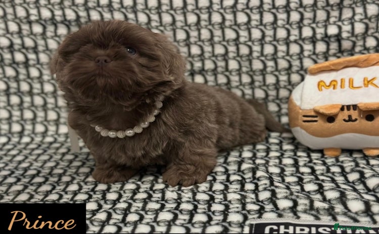 Shih Tzu dogs - Advert 1