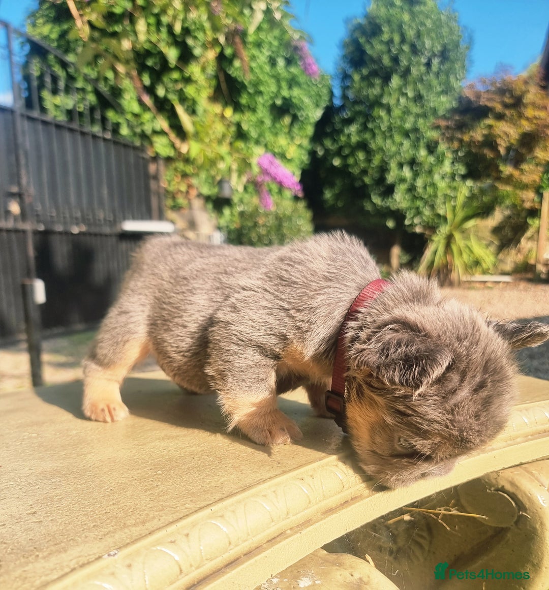 French Bulldog dogs for sale: Beautiful French bulldogs - Image 7