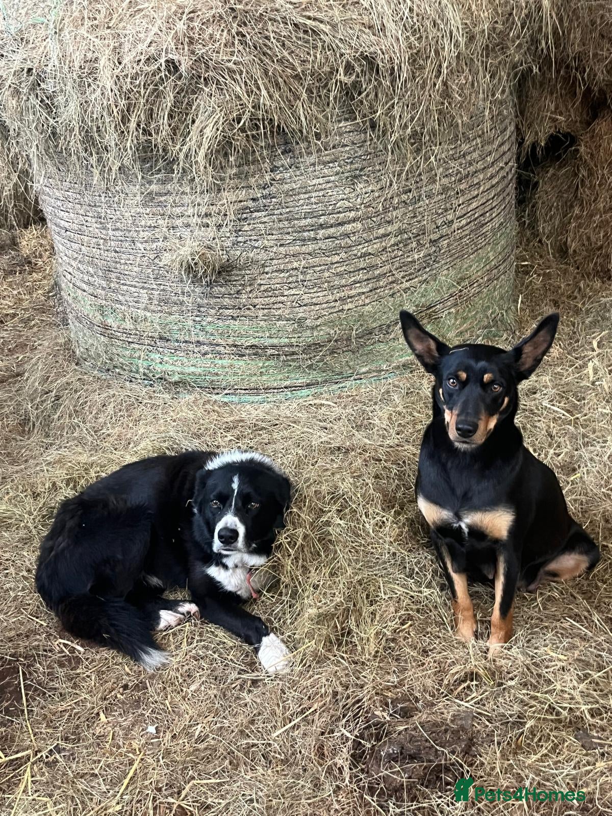 Mixed Breed dogs Australian Kelpie x Collie Pups - Advert 2