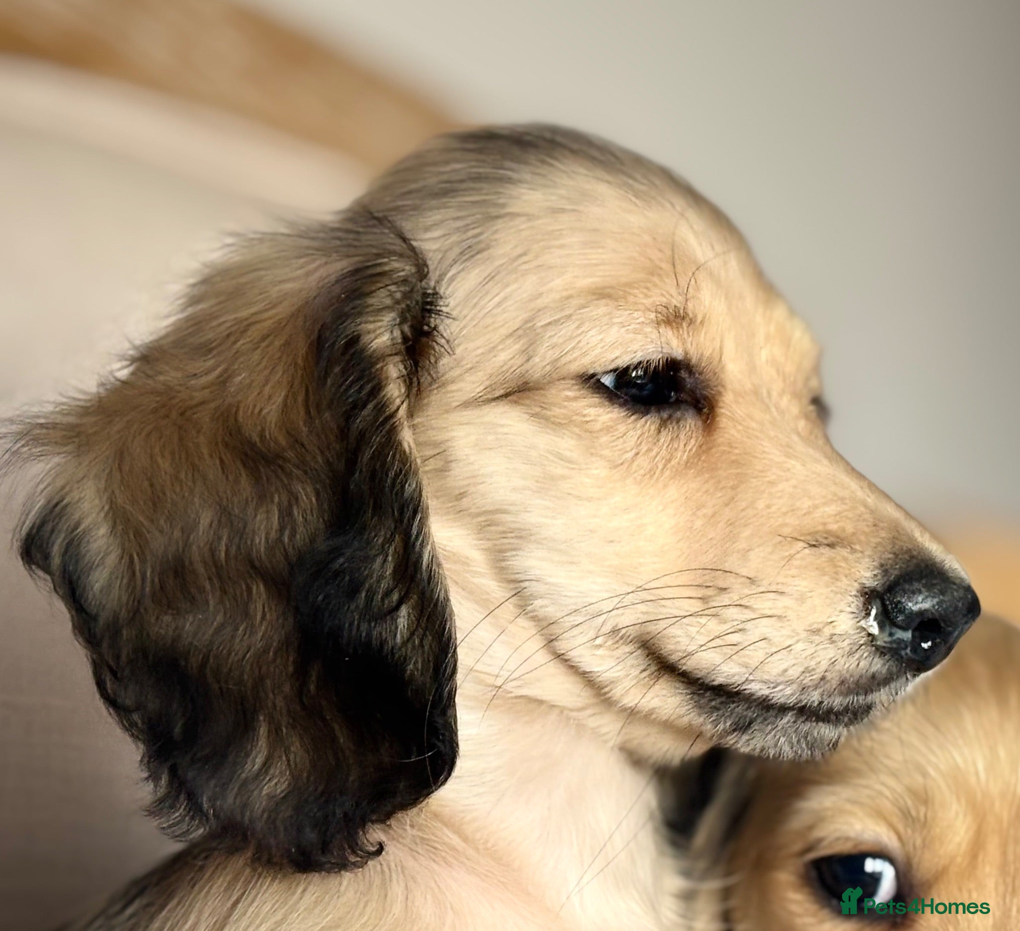 Miniature Dachshund dogs PRA clear 🐶KC miniature Long haired Dachshunds 🐶 - Advert 2
