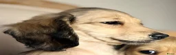 Miniature Dachshund dogs for sale: PRA clear 🐶KC miniature Long haired Dachshunds 🐶 - Advert 8