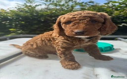 Cockapoo dogs for sale: Cockerpoo  in Carmarthen - Image 13
