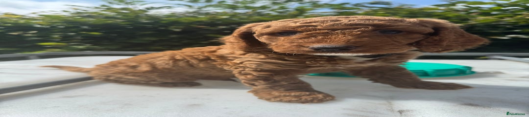 Cockapoo Puppy 3