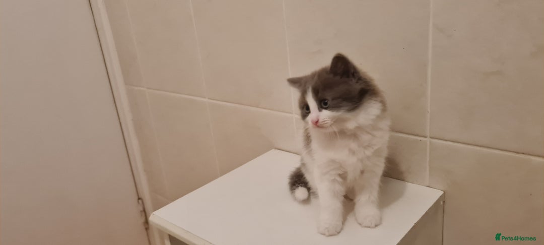 Russian Blue cats for sale: Beautiful Russian Blue Longhair Kitten - Advert 4