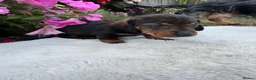 Dachshund dogs for sale: Standard wire haired dapple dachshund  in Worcester - Advert 12