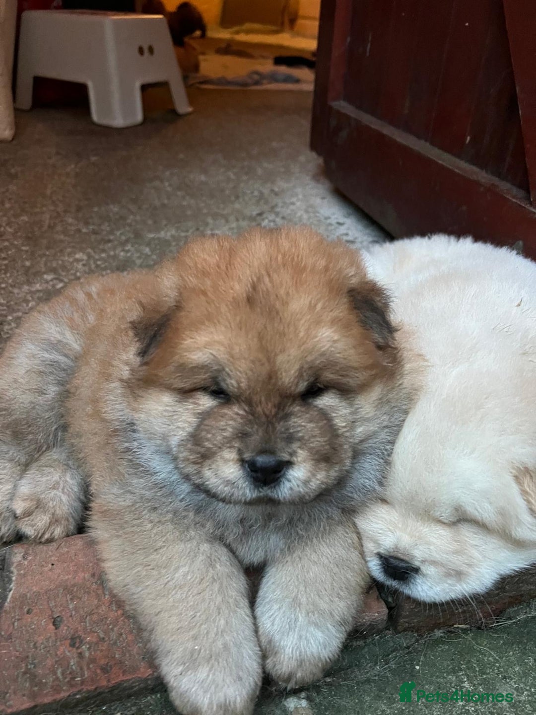 Chow Chow dogs for sale: Gorgeous Chow Chow Puppies Raised in a loving Home - Advert 5