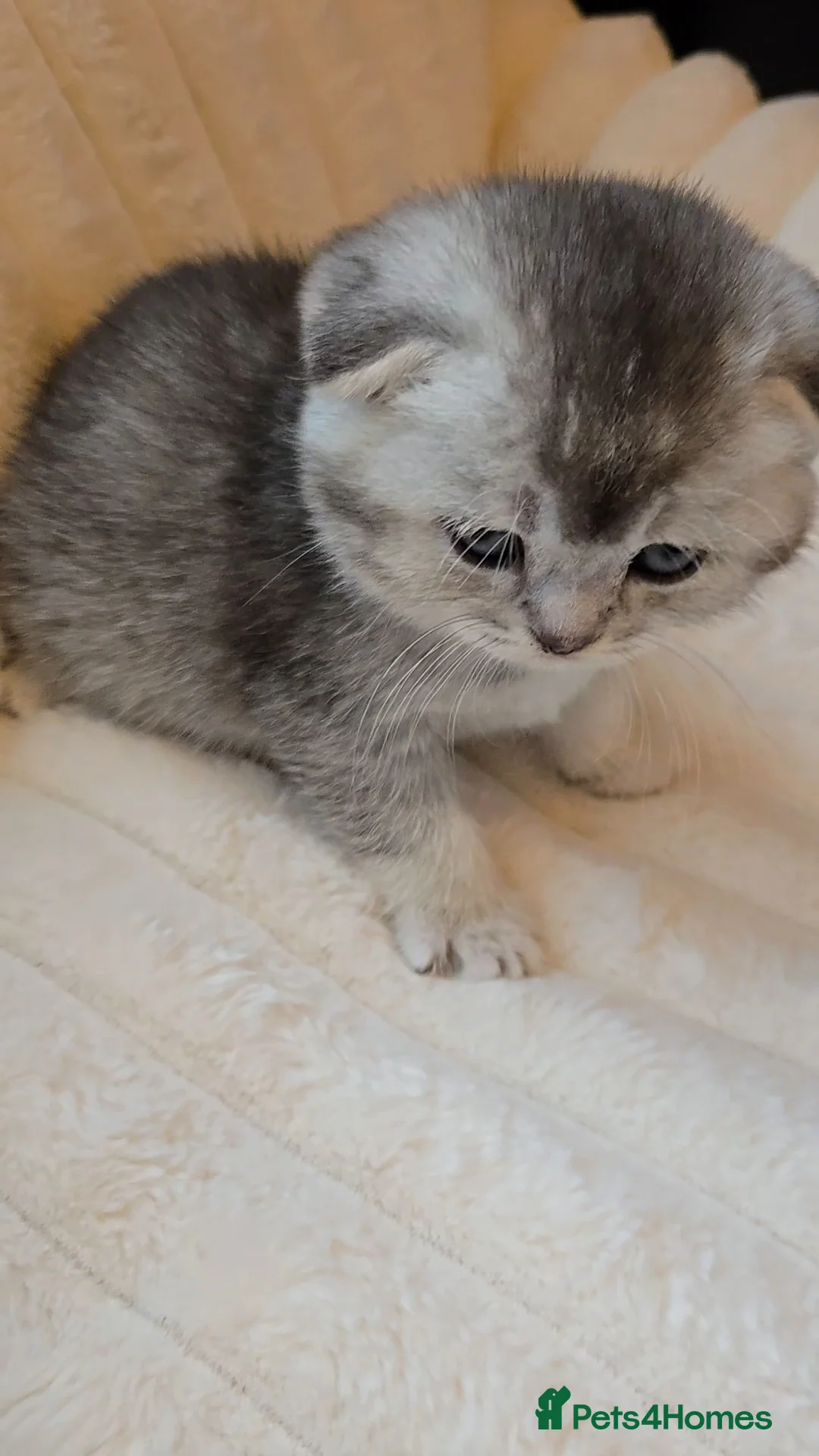 Scottish Fold cats for sale: scottish fold kittens for sale - Advert 18