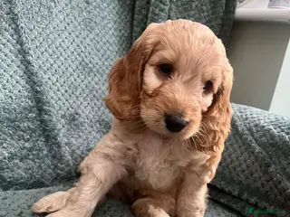 Cockapoo dogs Cockerpoo f1b beautiful litter - Advert 18