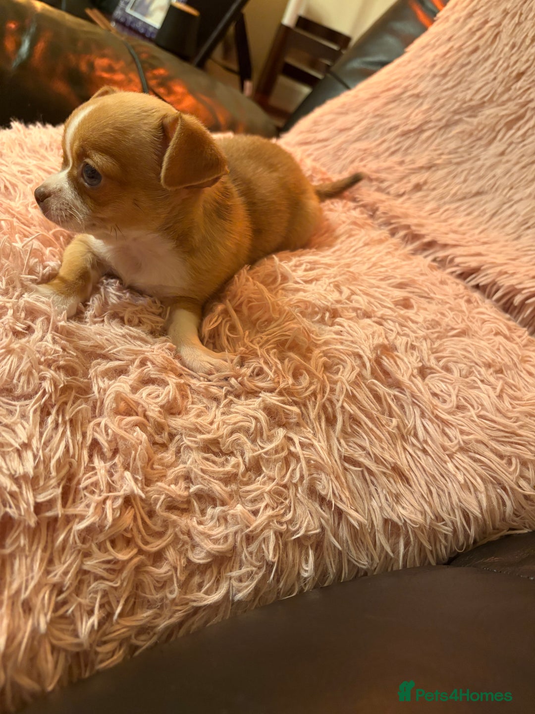 Chihuahua dogs for sale: Tiny Chihuahua puppy for sale  - Advert 1