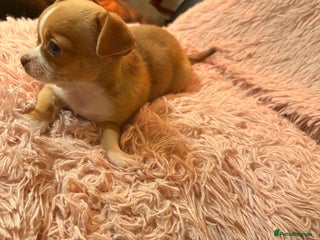 Chihuahua dogs Tiny Chihuahua puppy for sale - Advert 1