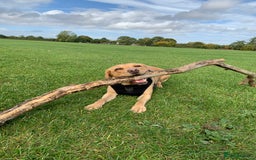 Labrador Retriever dogs for sale: My boy Lenny  - Image 11