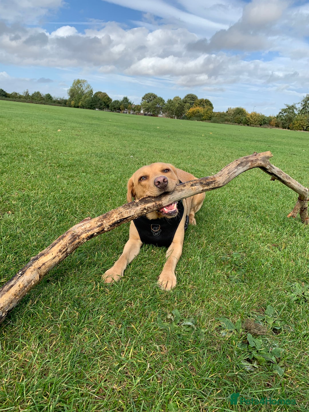 Labrador Retriever dogs for sale: My boy Lenny  - Image 11