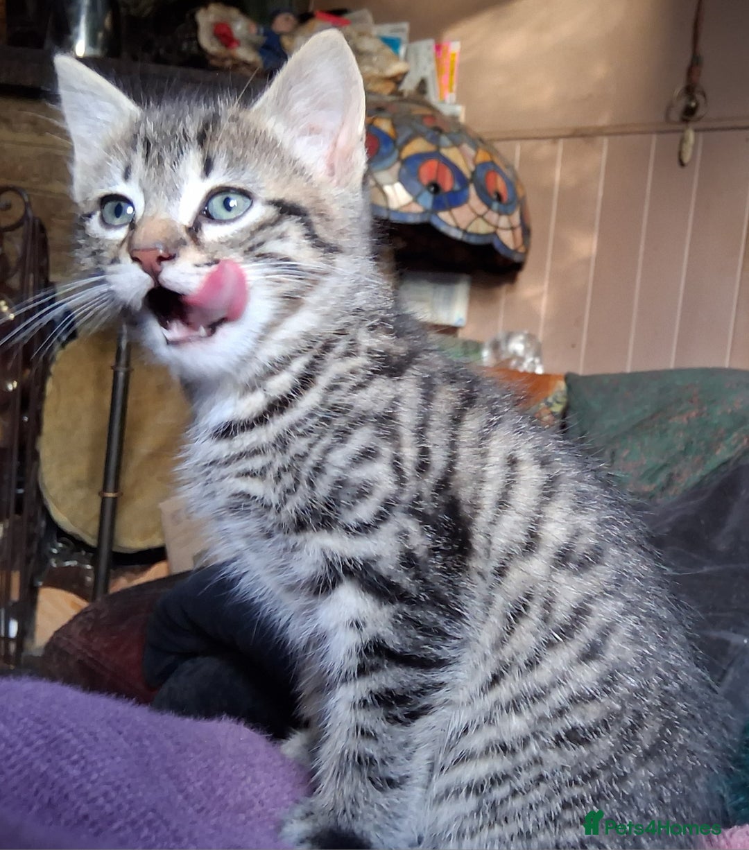 Mixed Breed cats for sale: ⭐️⭐️Stunning Russian Blue X Bengal Kittens ⭐️⭐️⭐️ - Advert 7