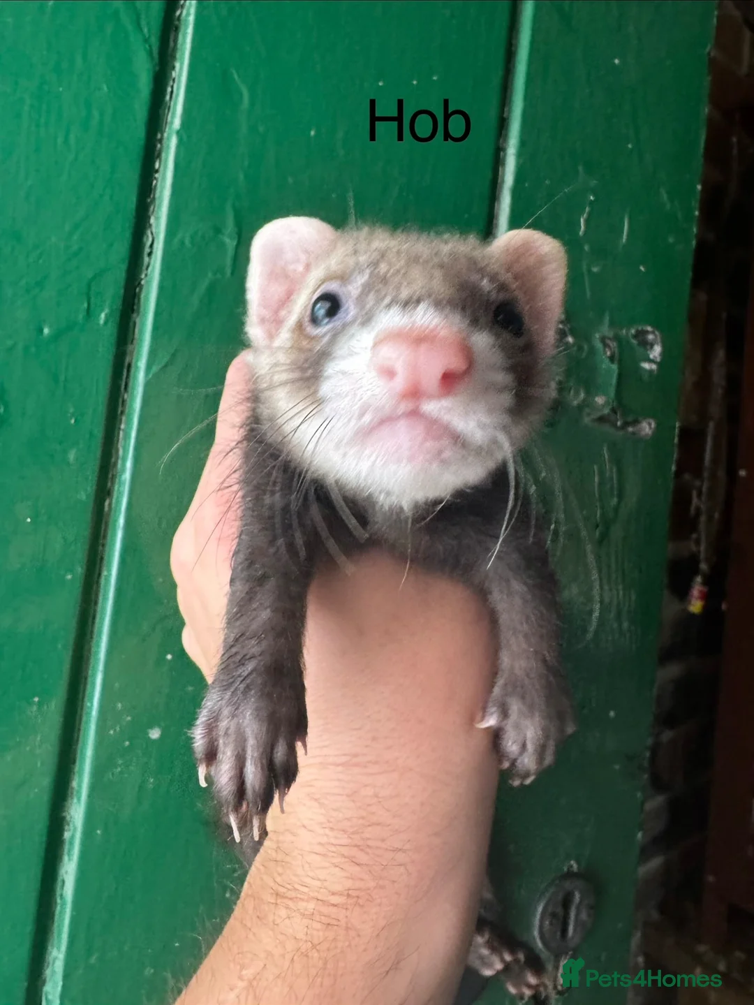 Ferret rodents for sale: Ferret kits ready to go in Sunderland - Advert 2