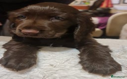 Field Spaniel dogs for sale: extremely rare Field Spaniel puppy available - Image 1
