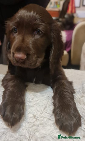 Field Spaniel dogs - Advert 1
