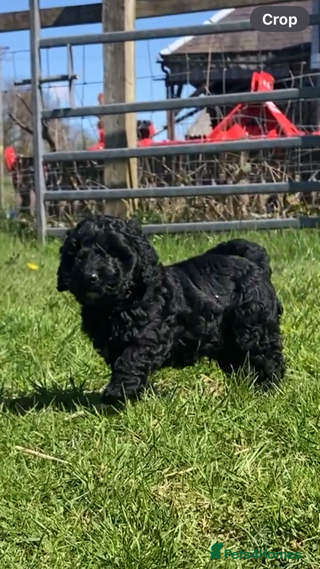 Cockapoo dogs for sale: F1 Cockapoo (from showtype Cocker Spaniel) - Advert 1