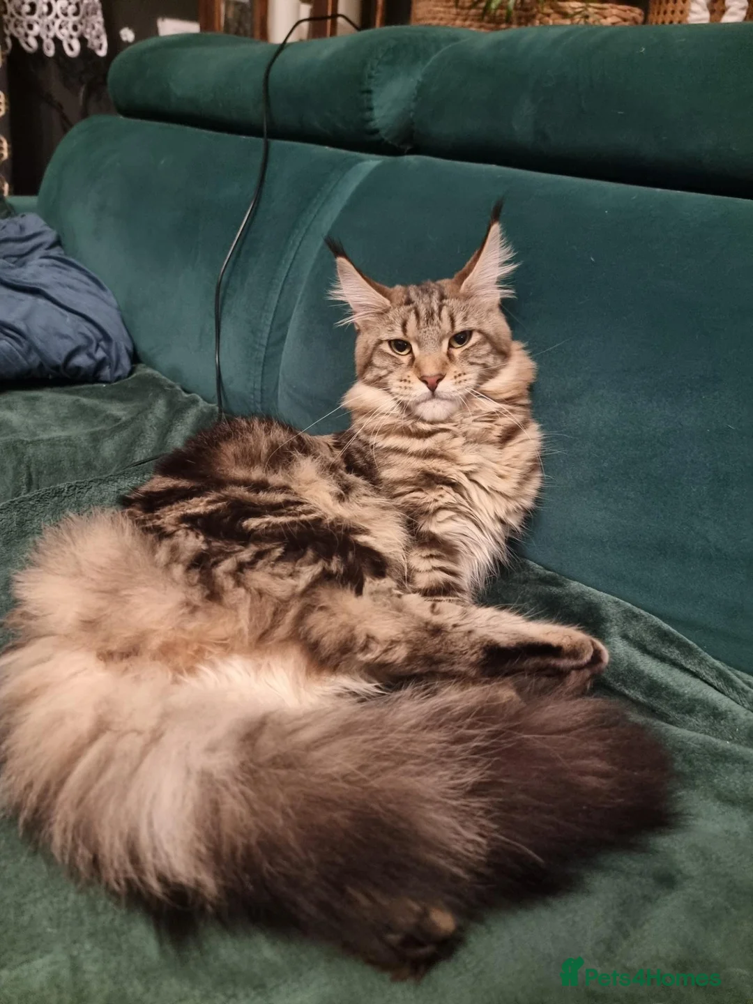 Maine Coon cats for sale: Tica!! Amazing kittens - Advert 2