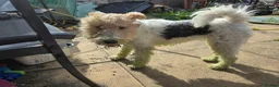Fox Terrier dogs for sale: 2 year old fox terrier for sale in Walsall - Advert 8