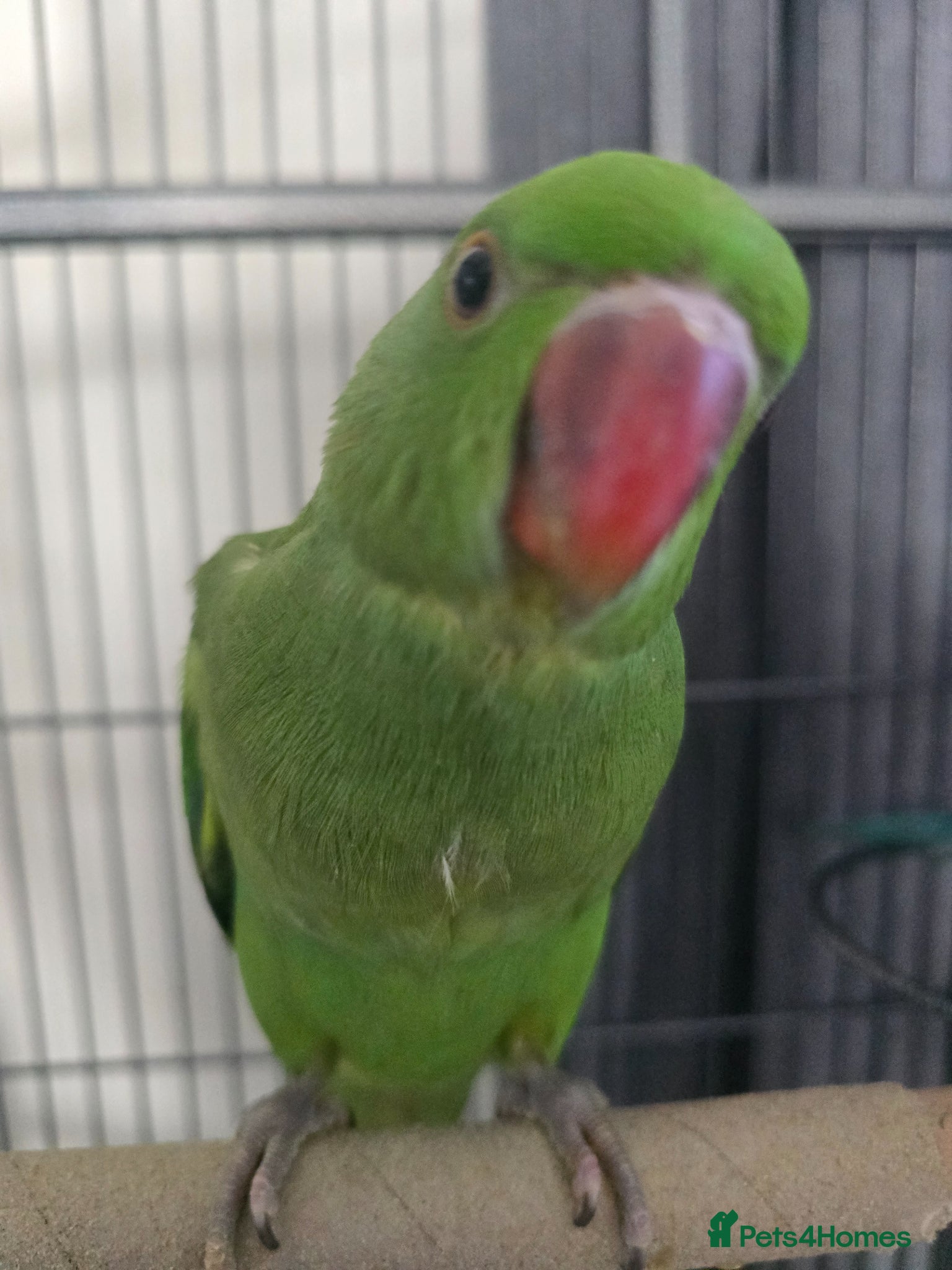 Ringnecks birds I have ready baby hand reared ring neck  - Advert 12