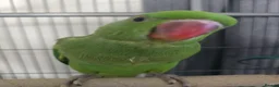 Ringnecks birds for sale: I have ready baby hand reared ring neck  - Advert 1