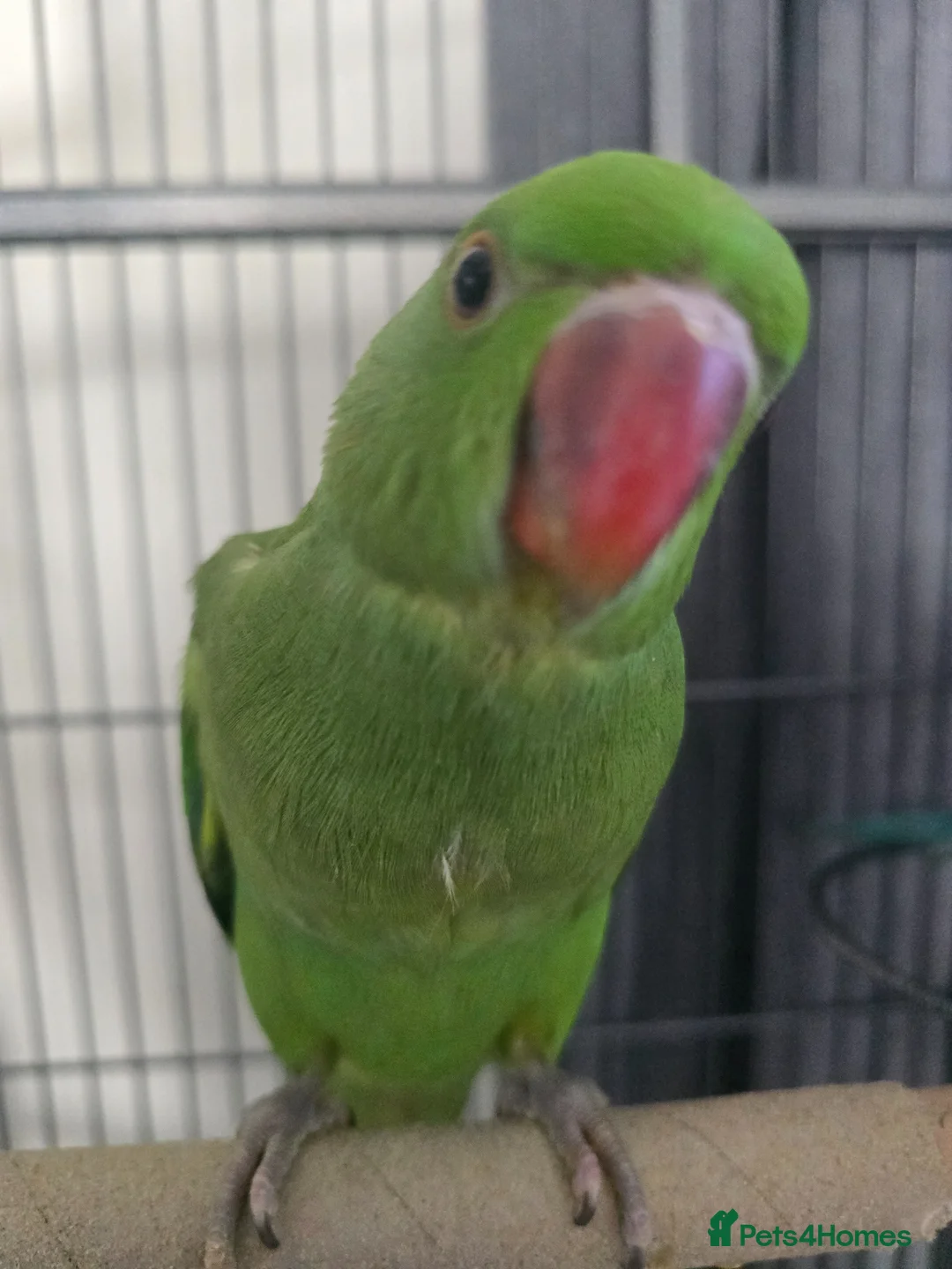 Ringnecks birds for sale: I have ready baby hand reared ring neck  - Advert 1