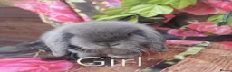 Mini Lop rabbits for sale: Mini lop baby rabbits - Advert 2
