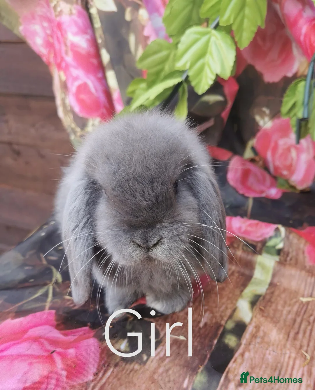 Mini Lop rabbits for sale: Mini lop baby rabbits - Advert 2