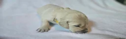 Golden Retriever dogs for sale: KC Registered Show Line Golden Retriever Puppies - Advert 24